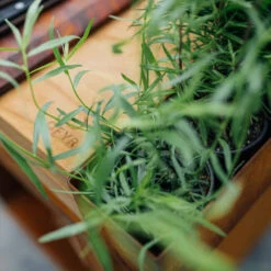 Brasero Plancha Island Corten PRO 100 Bois De Teck + Housse - Ofyr -Cuisine Bbq ofyr island pro 100 teck 2020000022121 5